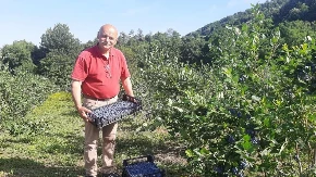 „Plavušo moja lepa, kako si rodila“: Momčilo već 20 godina gaji borovnice bez pesticida, ovogodišnji rod unapred rasprodat
