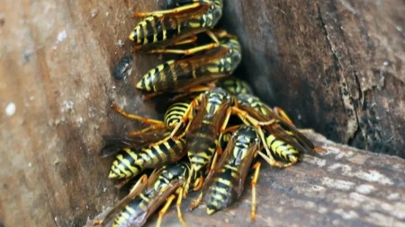 Ako vam ose ne daju mira, verovatno radite ovo: Stručnjaci upozoravaju na čestu grešku