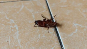 Bubašvabe će bežati kao đavo od krsta: Stavite jednu stvar u kuću i mogle bi da se drže podalje