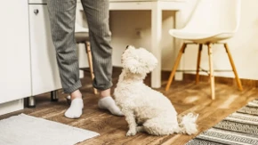 Zašto vas pas stalno prati po kući, pa čak i do kupatila? Odgovor će vas iznenaditi