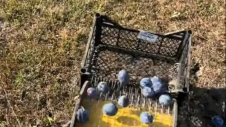 „Ovo je spas za sve koji beru šljive“ Napravio spravu koja skuplja plodove bez saginjanja, ljudi oduševljeni: „Genijalno!“ (Video)
