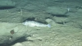 Misterija ispod Antarktika: Robot stigao do mračnih dubina i snimio neverovatan svet sa milionima stanovnika