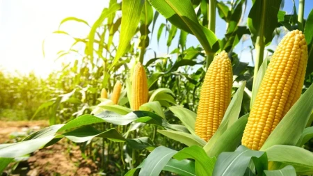 Kukuruz za 15 dana od rekordnog roda do borbe za svako zrno - šta je uradila temperatura od 40 stepeni