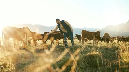 Evropskim stočarima gori pod nogama - zalihe za zimu troše već sada
