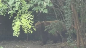 Medved ušao ženi u kuću dok je spavala: "Malo sam tužna"
