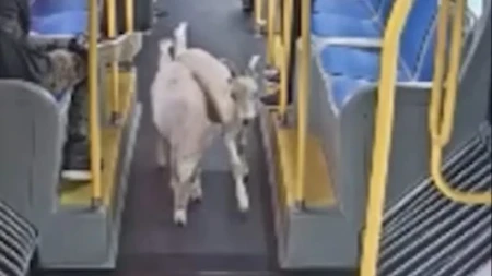 Haos u gradskom autobusu: Dve koze pobegle od vlasnika, pa bez pardona ušle u vozilo - putnici zanemeli!
