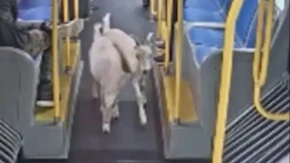 Haos u gradskom autobusu: Dve koze pobegle od vlasnika, pa bez pardona ušle u vozilo - putnici zanemeli!