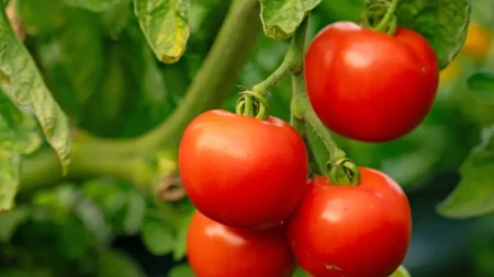 Paradajz ima bele i žute fleke? Ova štetočina vam pravi problem, evo kako da je uništite