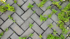 Trava između ploča stalno se vraća - jednostavan trik sprečava njen rast