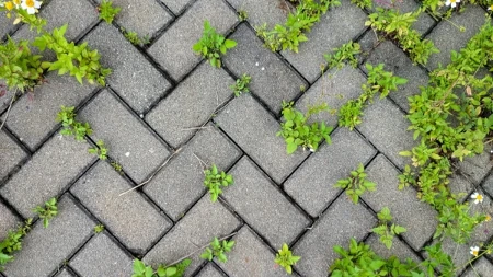 Trava između ploča stalno se vraća - jednostavan trik sprečava njen rast