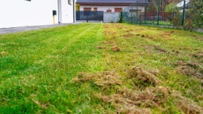 Ne bacajte pare na đubrivo - stručnjak otkriva šta zaista vraća gustinu travnjaku
