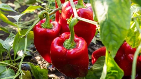 Sezona pripreme ajvara je sve bliža - velike razlike u ceni paprike širom Srbije