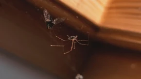 Pauci uskoro kreću u najezdu: Ovaj trik iz kuhinje može da ih drži podalje od vašeg doma