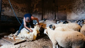 Ostavio život u Nemačkoj i vratio se na selo - danas sa 110 ovaca gradi posao za celu porodicu