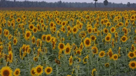 Ratari u neizvesnosti - cena suncokreta oko 55 dinara, šljive 19 