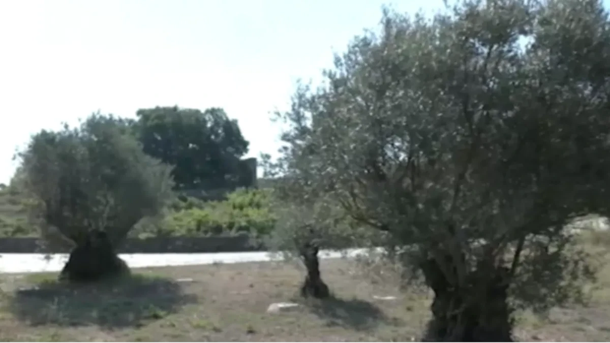 Da se čovek prekrsti i levom i desnom! Gledajte šta rađa u Srbiji - kao da smo na Mediteranu