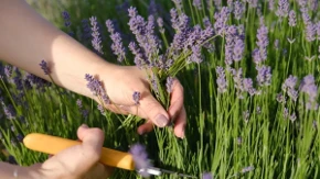 Lavanda nije samo ukras - čuva zdravlje, tera komarce i lako se gaji