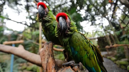 Potpuno ludilo u Brazilu: Utakmica Flamenga prekinuta jer je fudbalera napao papagaj