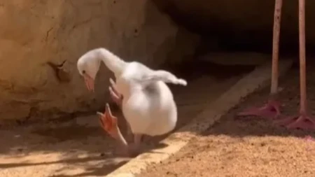 Video bebe flamingosa oduševio ljude na mrežama: Pogledajte kako pravi prvi korake uz maminu pomoć - raznežićete se