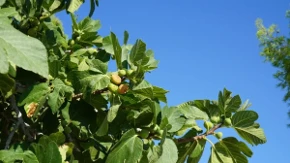Ma kakvi, ni u ludilu: Zašto vegani ne jedu smokve?
