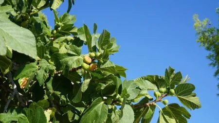 Ma kakvi, ni u ludilu: Zašto vegani ne jedu smokve?