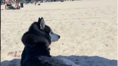 Pas neće da mrdne s plaže! Ponašanjem nasmejao milione, svi ga razumemo