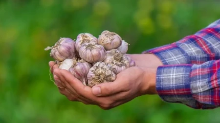 Ako beli luk čuvate ovako, brzo će propasti: Jedan trik čuva ga svežim čak 12 meseci!