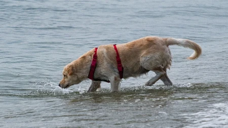 Labrador osvojio sve titule na Svetskom prvenstvu pasa u surfovanju: Bio je prava zvezda - pogledajte tu neustrašivost