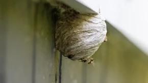 Kako ukloniti osinjak? Svima ovo padne na pamet, ali evo zašto nije pametno