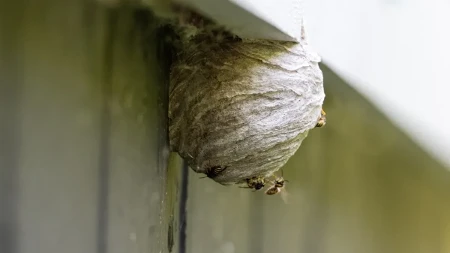 Kako ukloniti osinjak? Svima ovo padne na pamet, ali evo zašto nije pametno