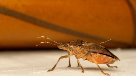 Smrdibube kreću u napad na kuće - kako da ih oterate pre nego što se usele