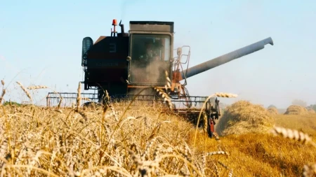 Vratio se pšenici koju su svi zaboravili - farmer danas svoje brašno prodaje u više od 40 pekara