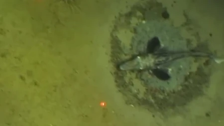 Spustili kameru više od 500 metara ispod Antarktika i ostali zatečeni: "Ovo nismo očekivali" (VIDEO)