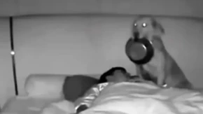 Čovek se preplašio kad je otvorio oči! Pas ga probudio usred noći, a onda je kamera otkrila razlog