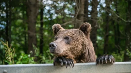 Medved trči ulcom, a čovek ga juri: Hit scena iz regiona osvanula na mrežama 