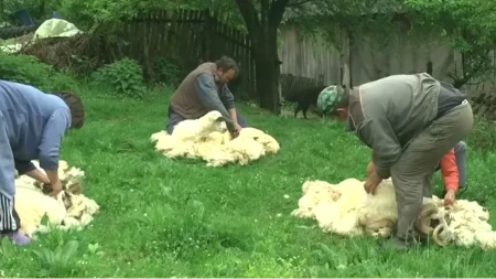 Šišanje ovce košta 450 dinara, a kilogram vune samo 35: Nekada je bila zlata vredna, danas je mnogi bacaju