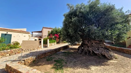 Drvo masline staro 2000 godine i danas ima plodove: Stablo na Kritu krije neverovatnu priču