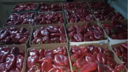 Paprika za zimnicu 120 dinara! I to sa dostavom na kućnu adresu