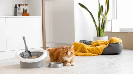 Mačji WC nikako ne stavljajte ovde – ljubimac ga može izbegavati