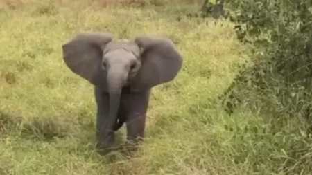 Mladunče slona svaki dan ovako pozdravlja čuvara u zoo vrtu: Preslatka scena oduševila ljude na mrežama