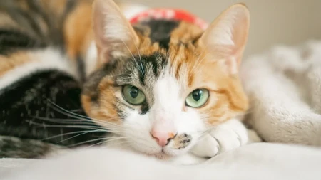 Ako primetite ovo na oku svog ljubimca - trk kod veterinara: Neće proći samo od sebe, pregled je neophodan