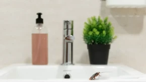 Insekti izlaze iz odvoda, a mnogi prave istu grešku - kako da ih zauvek oterate