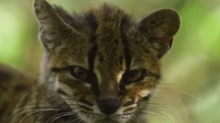 Ovo se nije dogodilo više od 100 godina: "Ima krzno kao leopard, ali..." Otkrivena nova vrsta divlje mačke