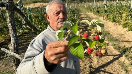"Za svojih 80 godina ovo nisam doživeo... Ko hoće da dođe, neka bere, neka nosi": Malina rodila drugi put