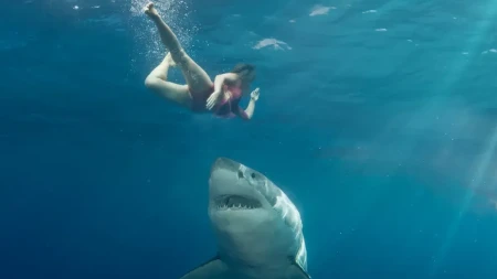 Horor pred kupačima! Ajkula raskomadala plivača na 50 metara od obale: „Bacala ga je kao ribu“ (VIDEO)