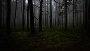 Muškarci otišli u šumu, samo jedan se vratio da ispriča šta se desilo!