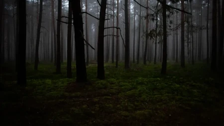 Muškarci otišli u šumu, samo jedan se vratio da ispriča šta se desilo!