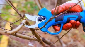 Jesenja rezidba može napraviti više štete nego koristi: Evo koje voćke nikako ne smete orezivati