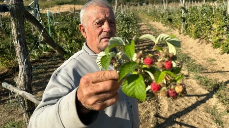 Čudo prirode na padinama Jelice: Malina rodila drugi put na imanju domaćina Periše - ovo mu se nije desilo za 80 godina 