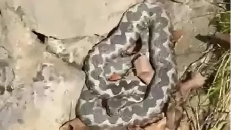 U srpskom selu snimljena najotrovnija i najopasnija zmija Evrope! (FOTO/VIDEO)
